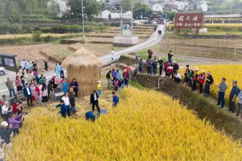 点燃美丽引擎 助力美丽乡村奔向共富